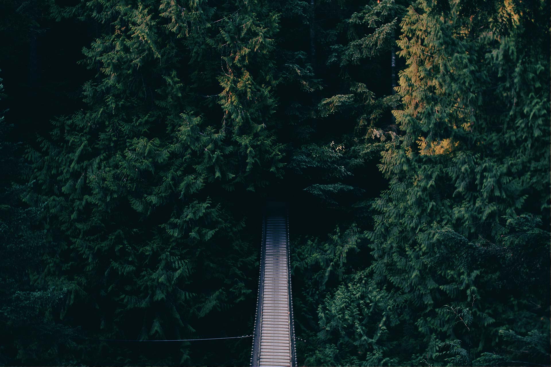 Suspension bridge through dense green forest.
