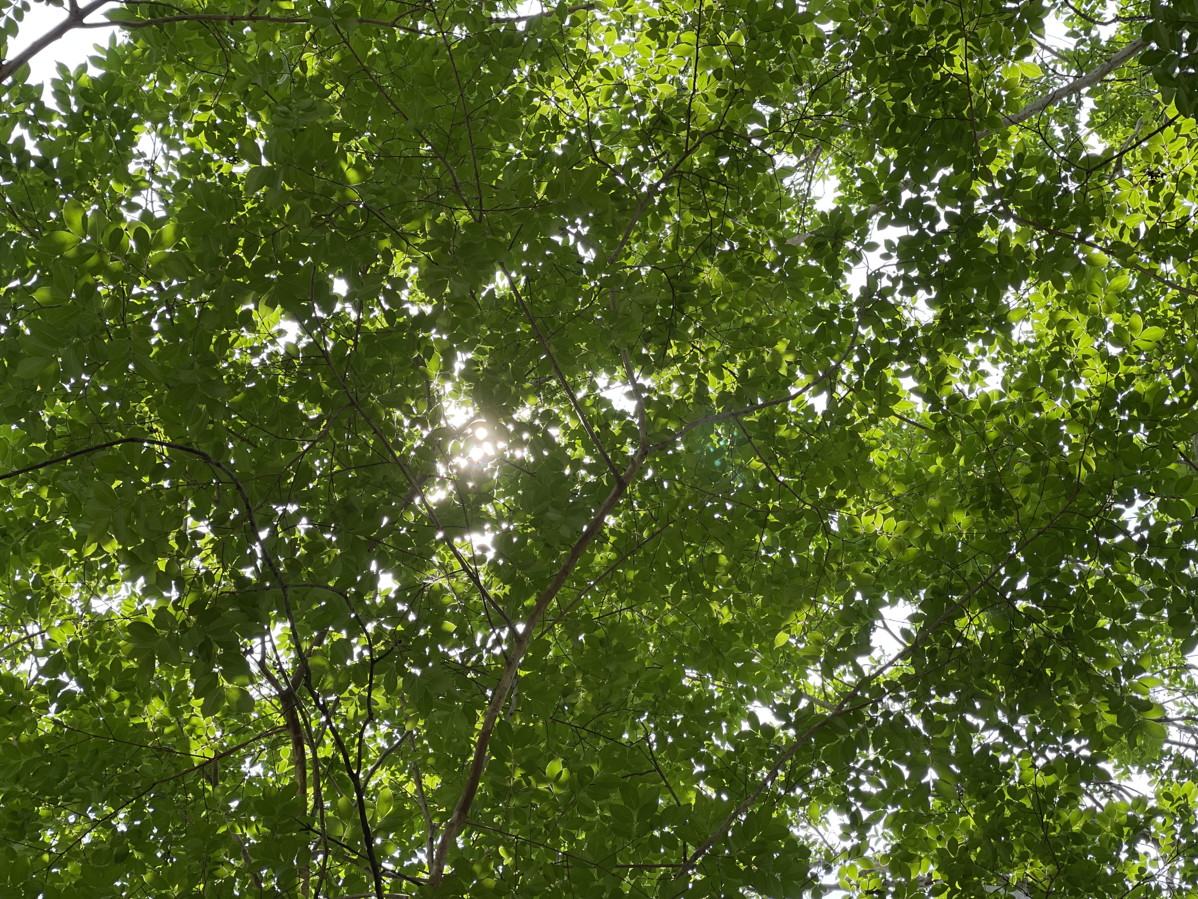 Sunlight filtering through lush green tree canopy.